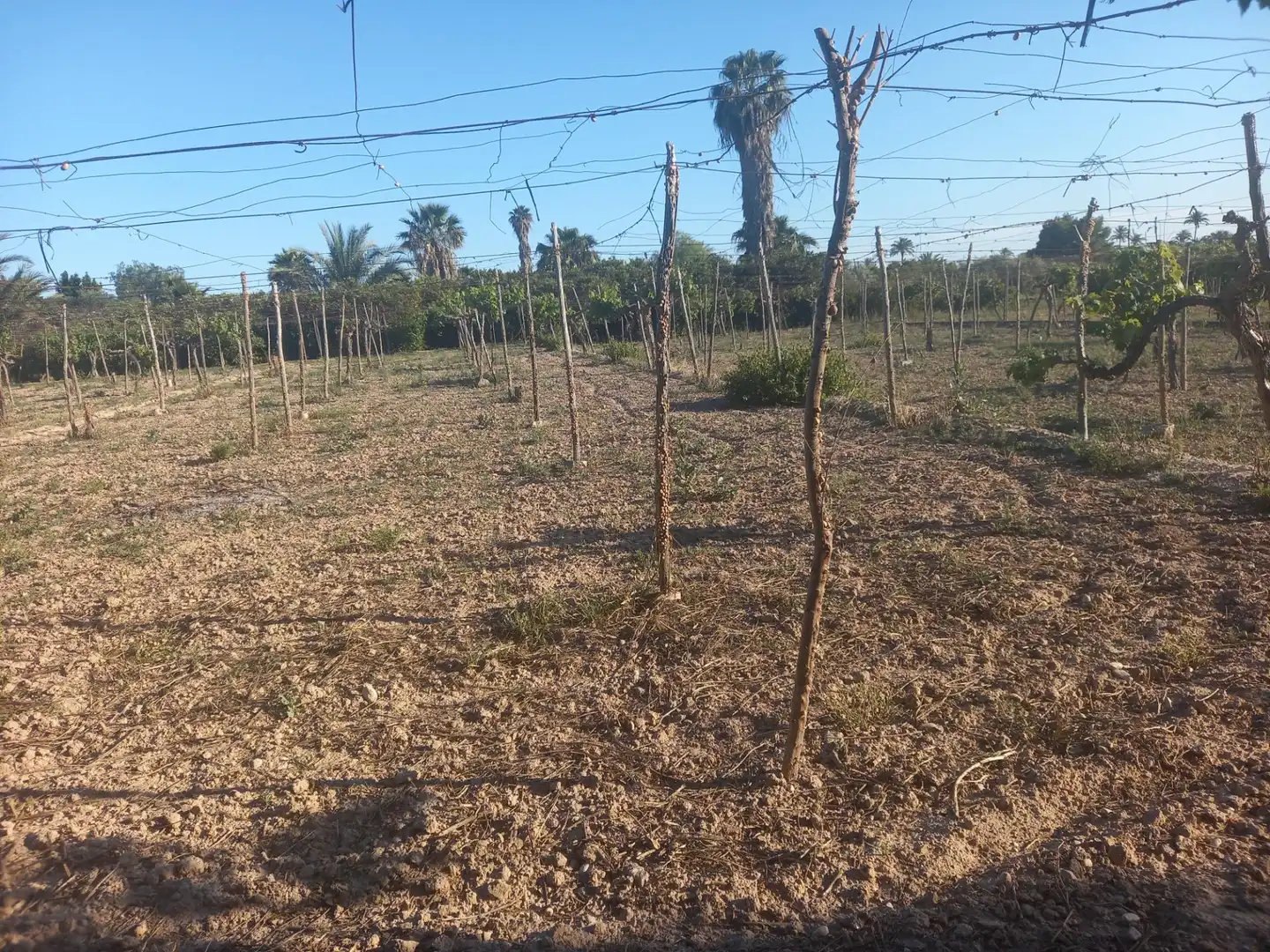 Casa o chalet en venta en Elche / Elx