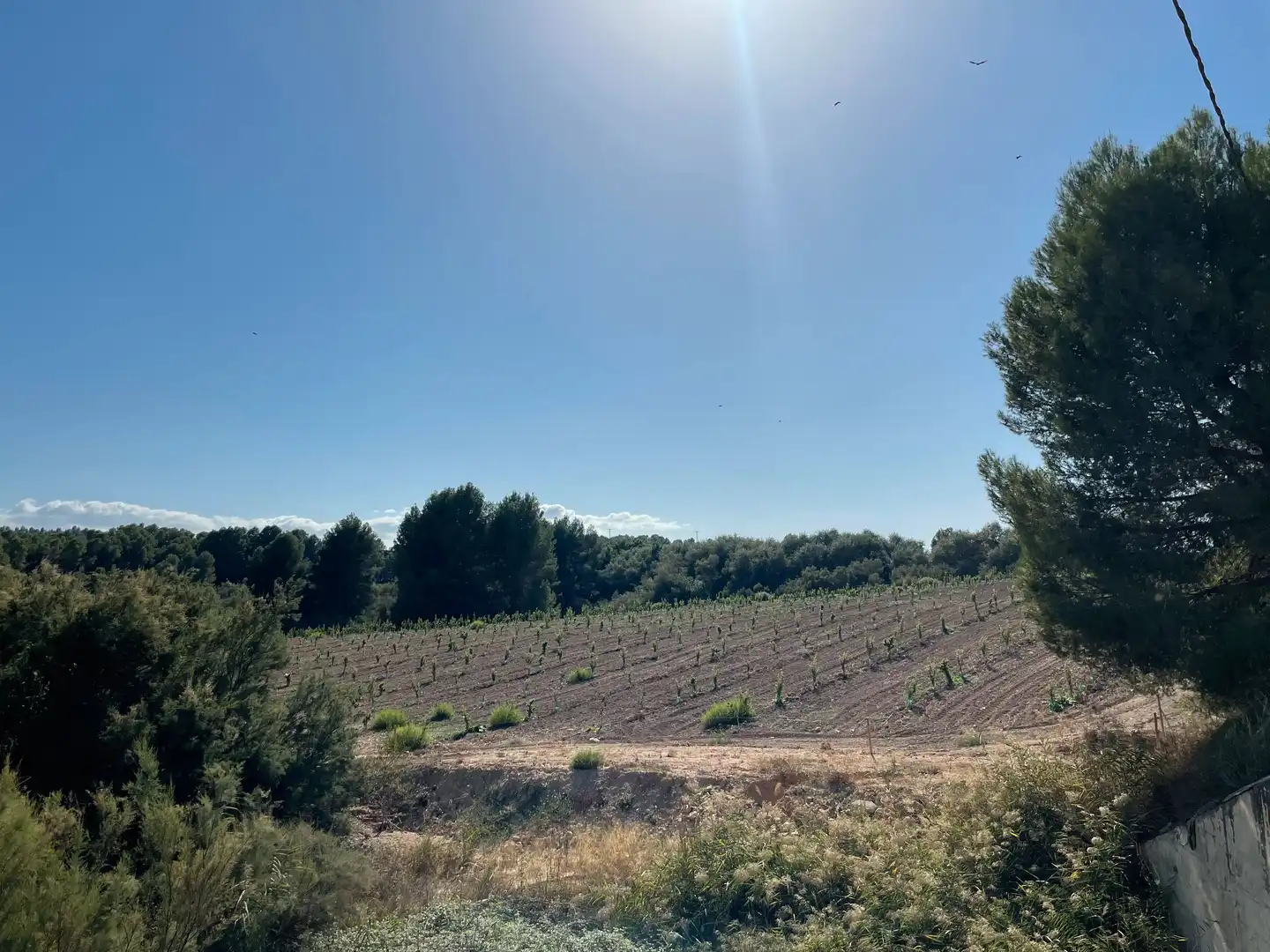 Terreno rustico in vendita a Cehegín, imagen 22