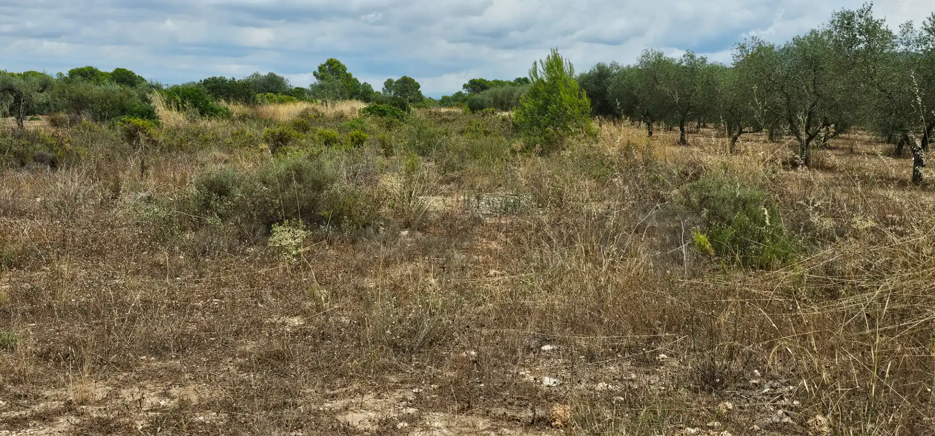 Land for sale in Móra d'Ebre