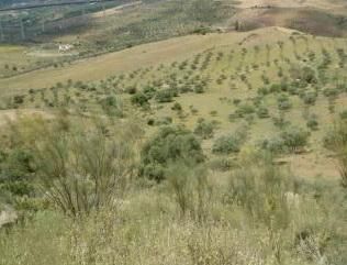 Land for sale in Álora