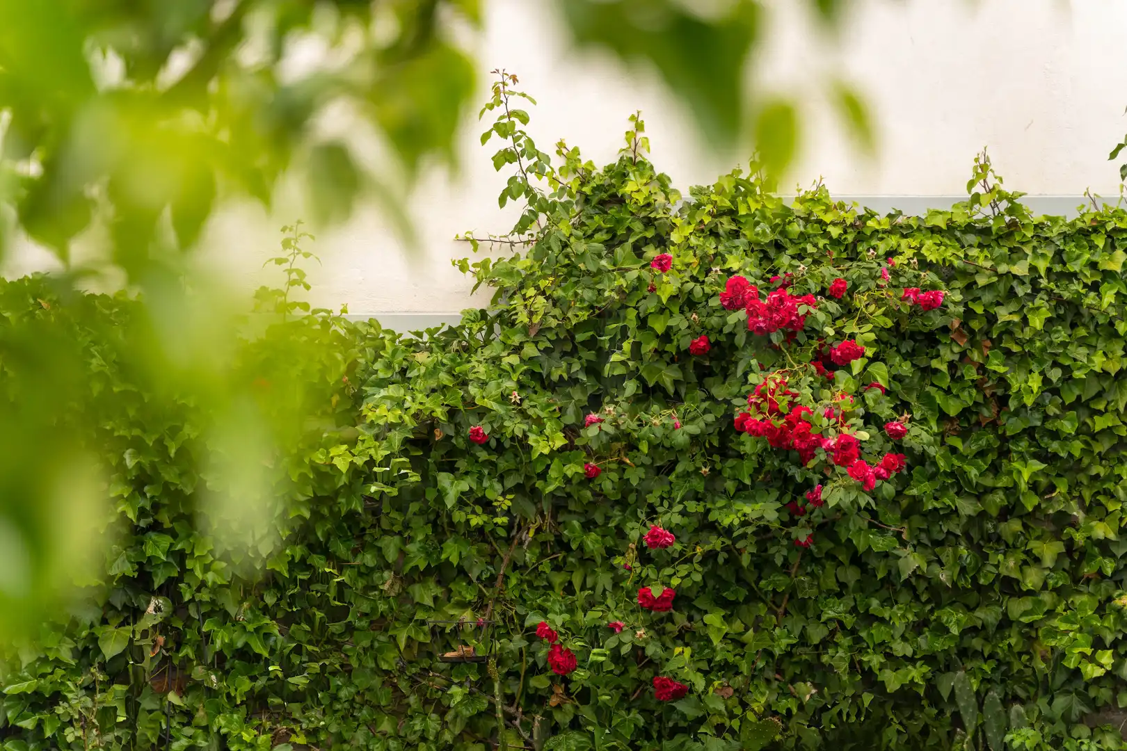 Jardín de Residencial en venta en Madrid