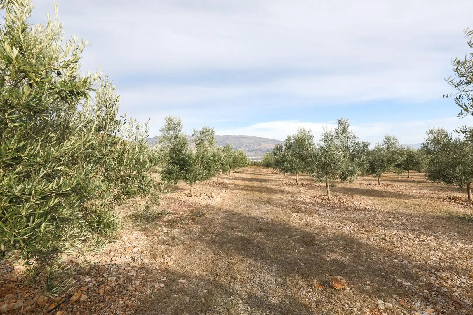 Rural land for sale in Calle Polígono 1 CIJANCOS. VILLAMENA, imagen 5
