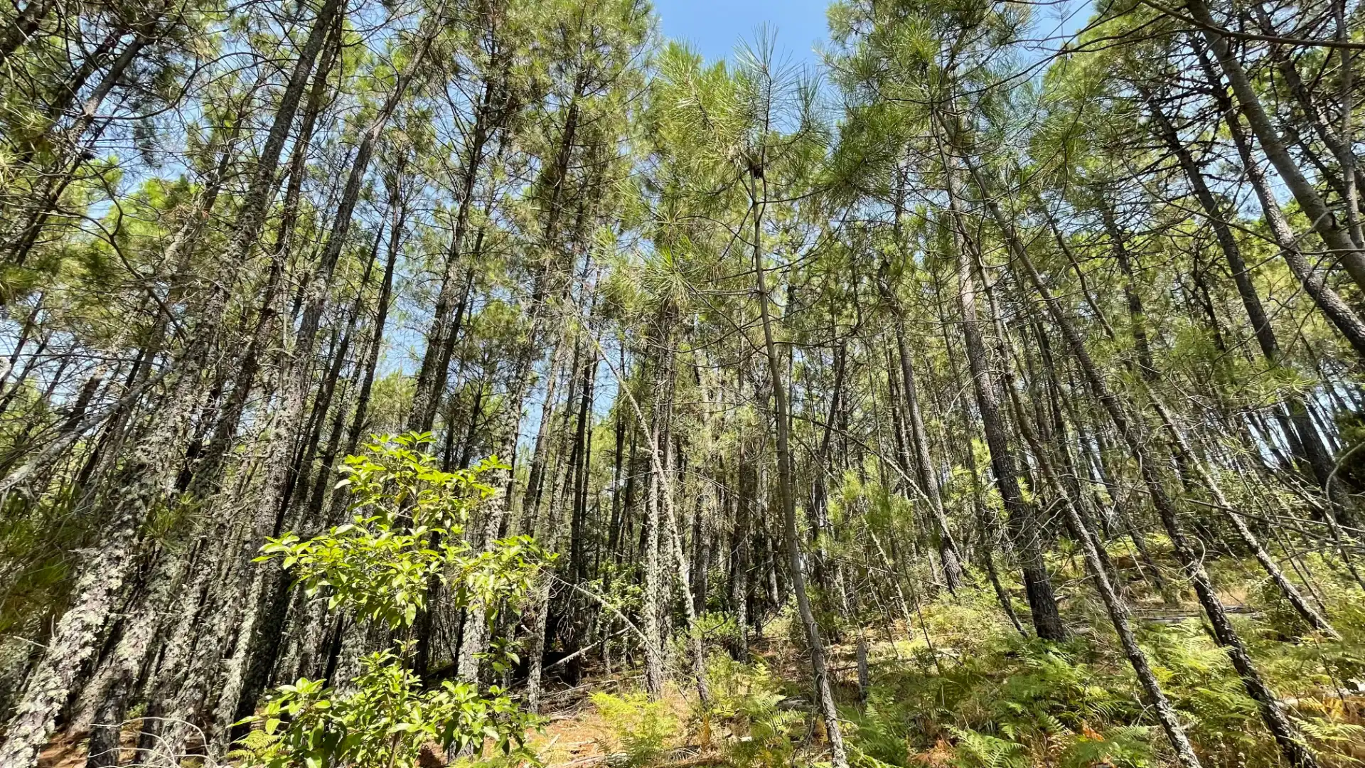 Land for sale in Arenas de San Pedro