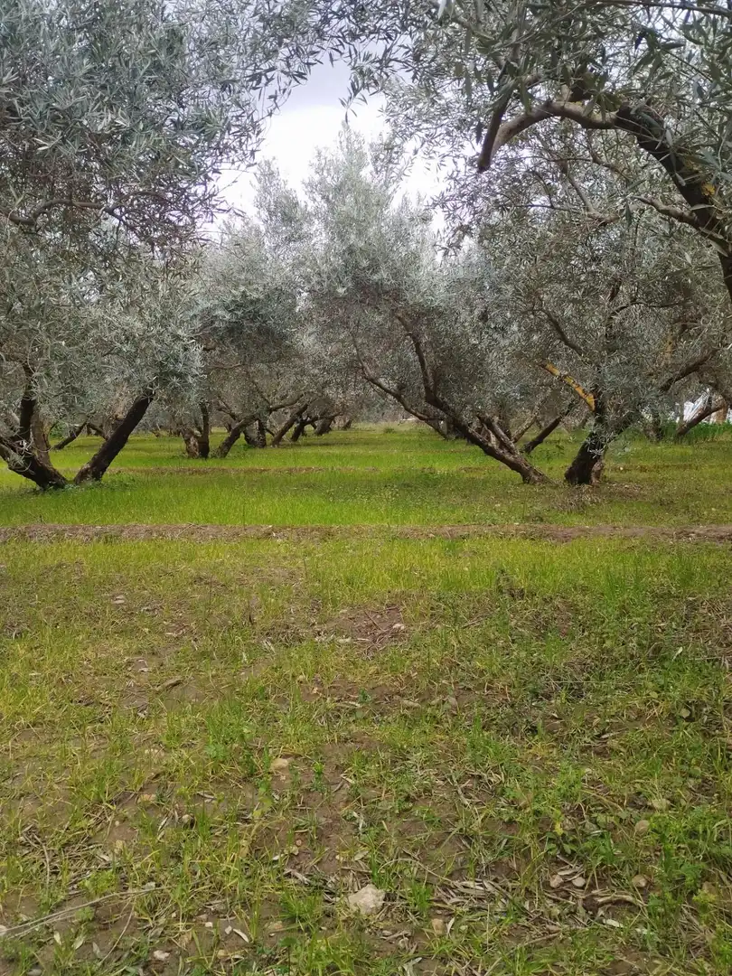 Terreni e lotti in vendita a Camino del cerro poligono 3 parcela, imagen 25