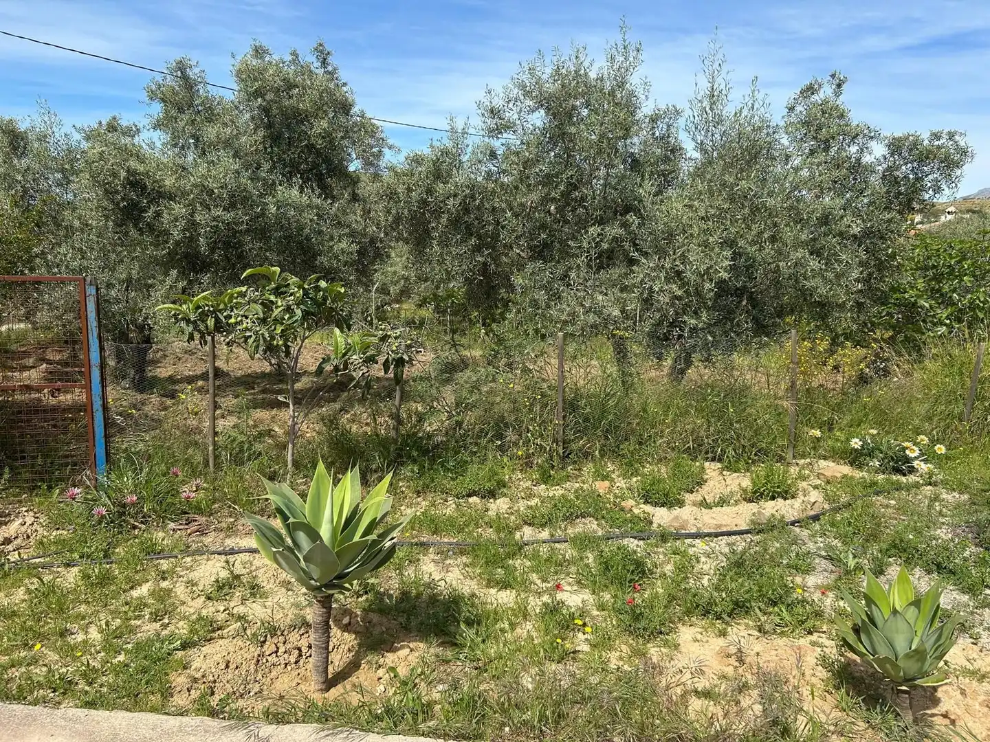Haus mit Garten zum Verkauf in atalaya, imagen 18