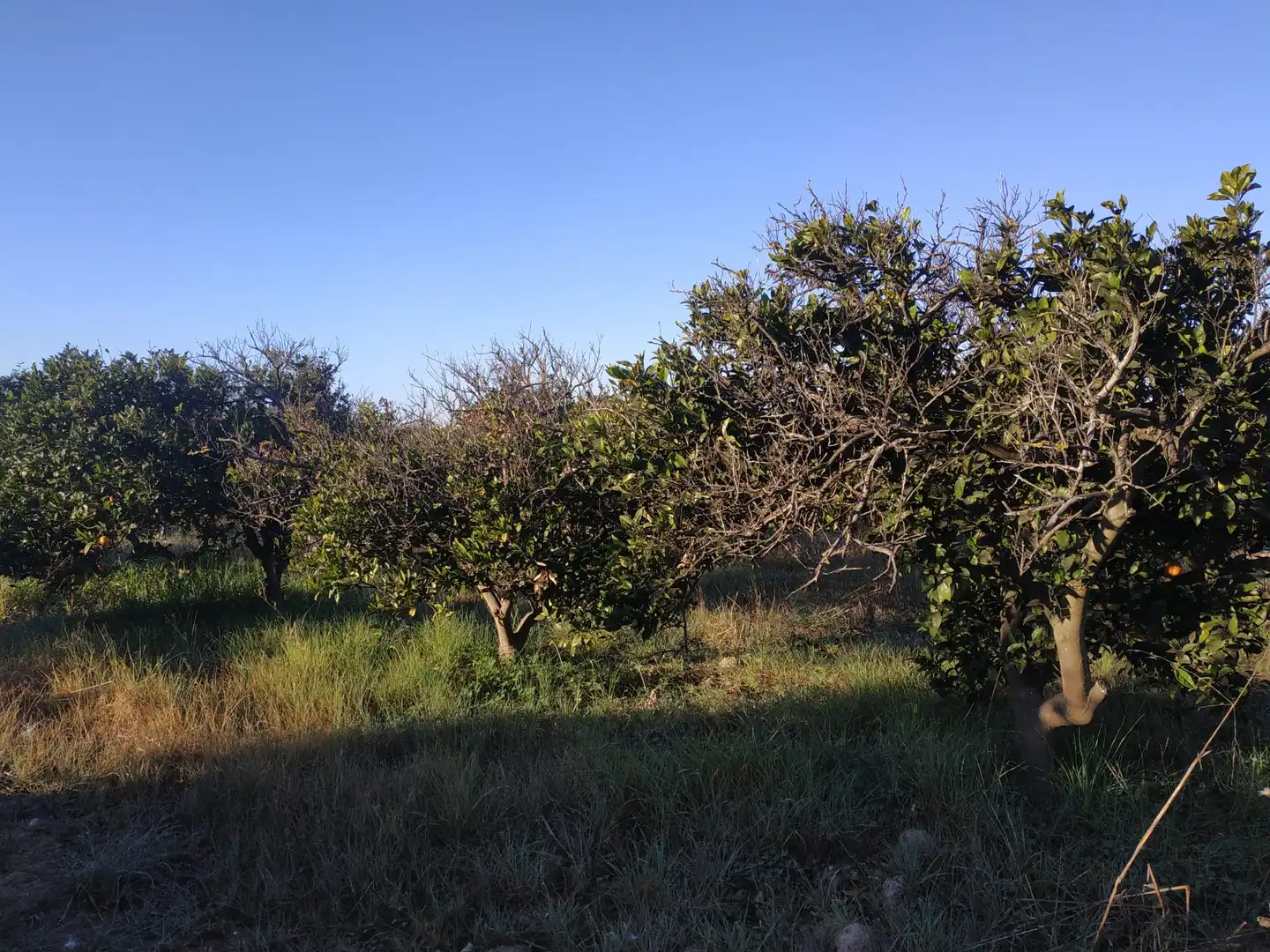 Land for sale in Polígono Número 18, 4, Albalat de la Ribera