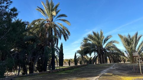 Foto 3 de Finca rústica en venda a La Algoda - Matola - Llano de San José, Elche / Elx