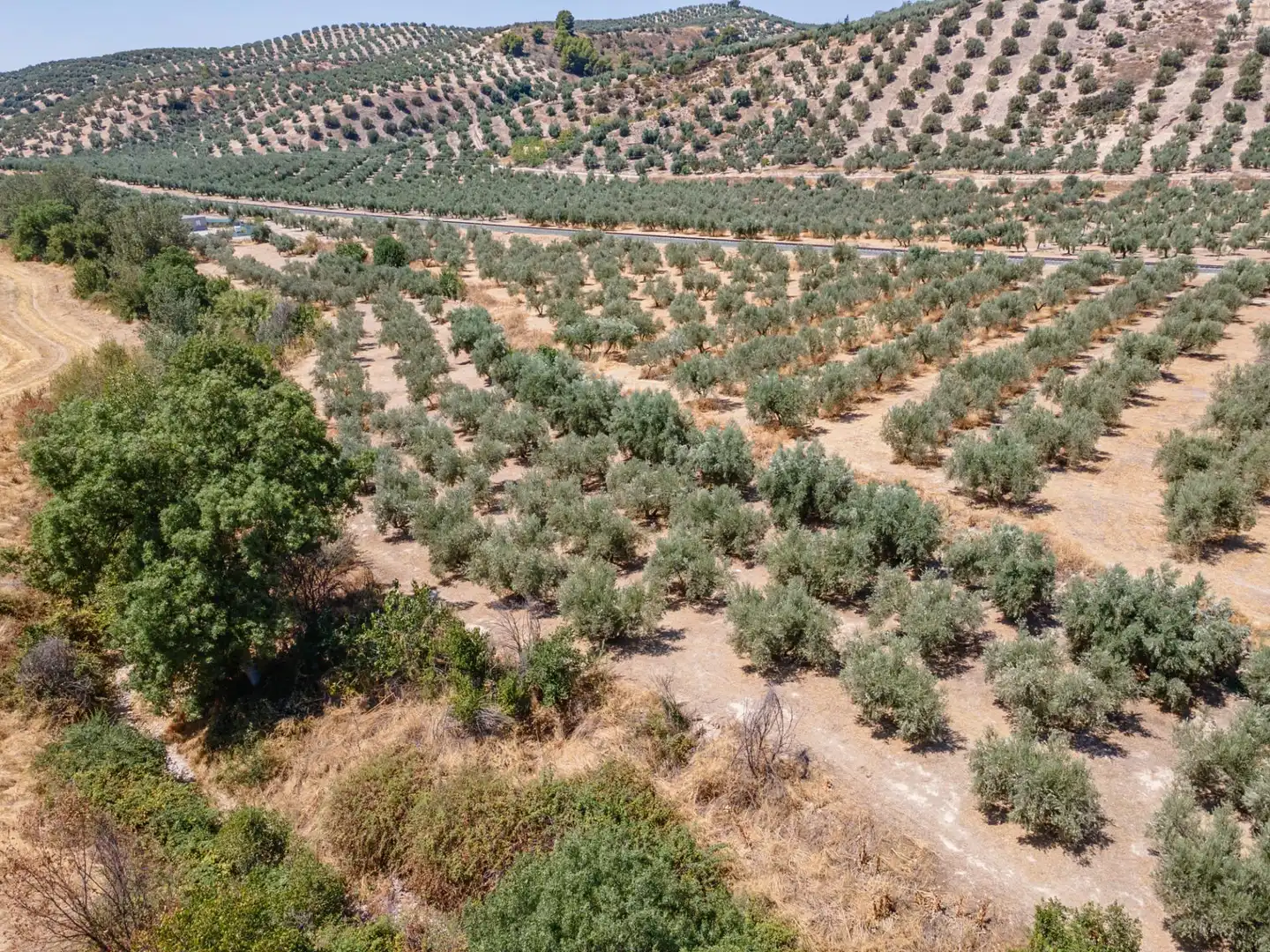 Terreny rústic en venda a Deifontes, imagen 10