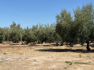 Terreno rustico in vendita a Villa de Otura