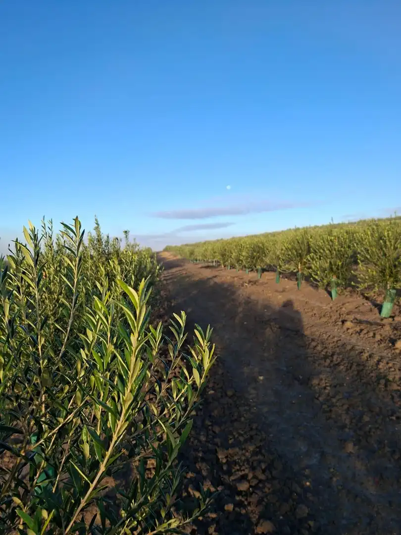 Vista exterior de Finca rústica en venda en Chiclana de la Frontera amb Jardí privat