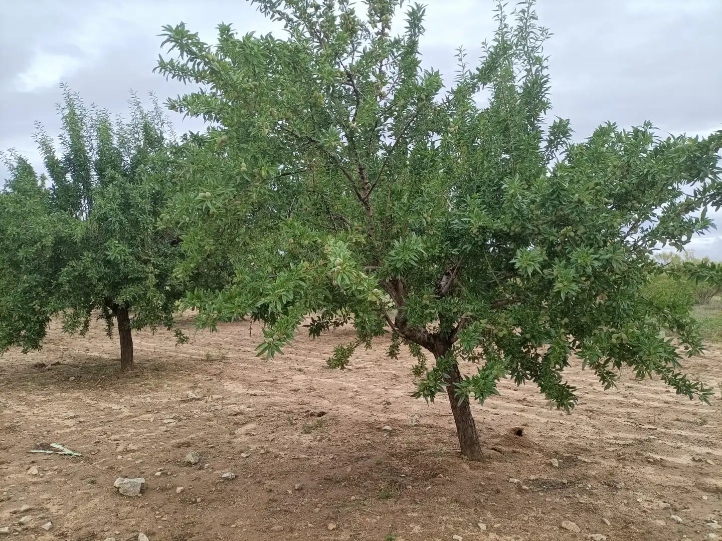 Terreno rustico in vendita a Nambroca, imagen 3