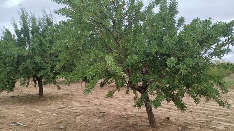 OFERTA DE FINCA RUSTICA CON ALMENDROS y CON AGUA POZO DECLARADO, immagine 3