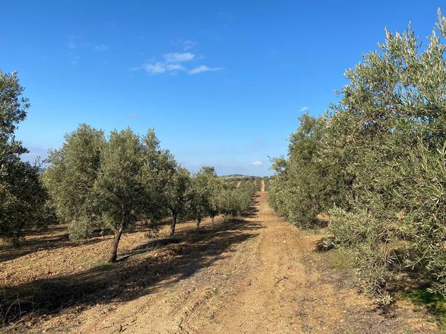 Terreno en Venta en Gilena