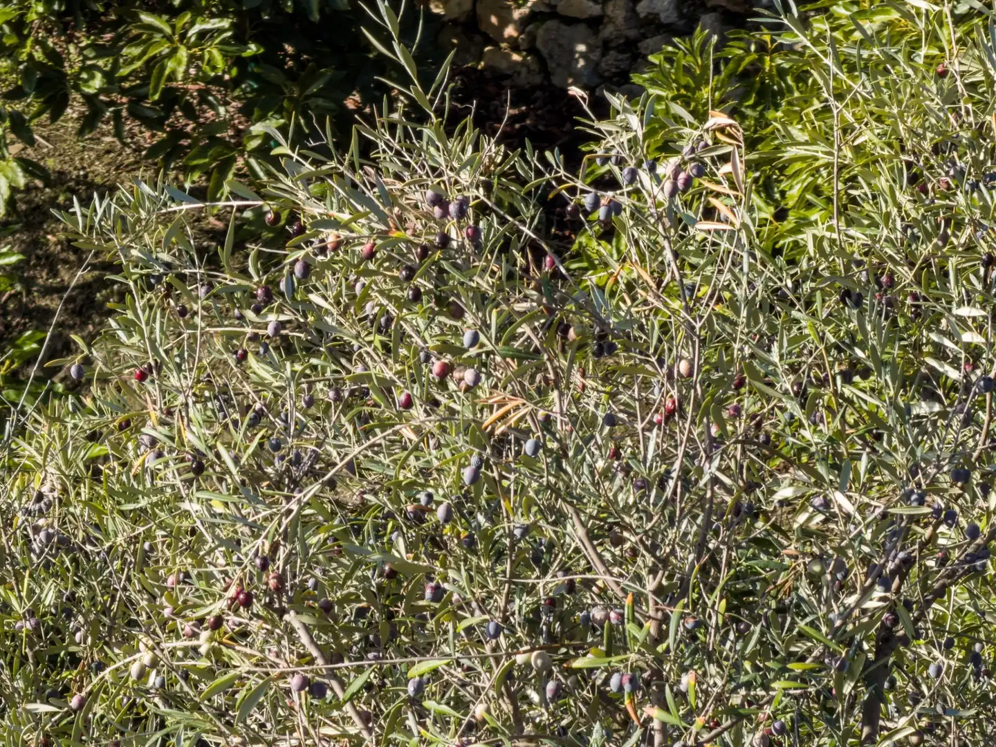 Jardí de Finca rústica en venda en Los Guájares amb Terrassa i Traster