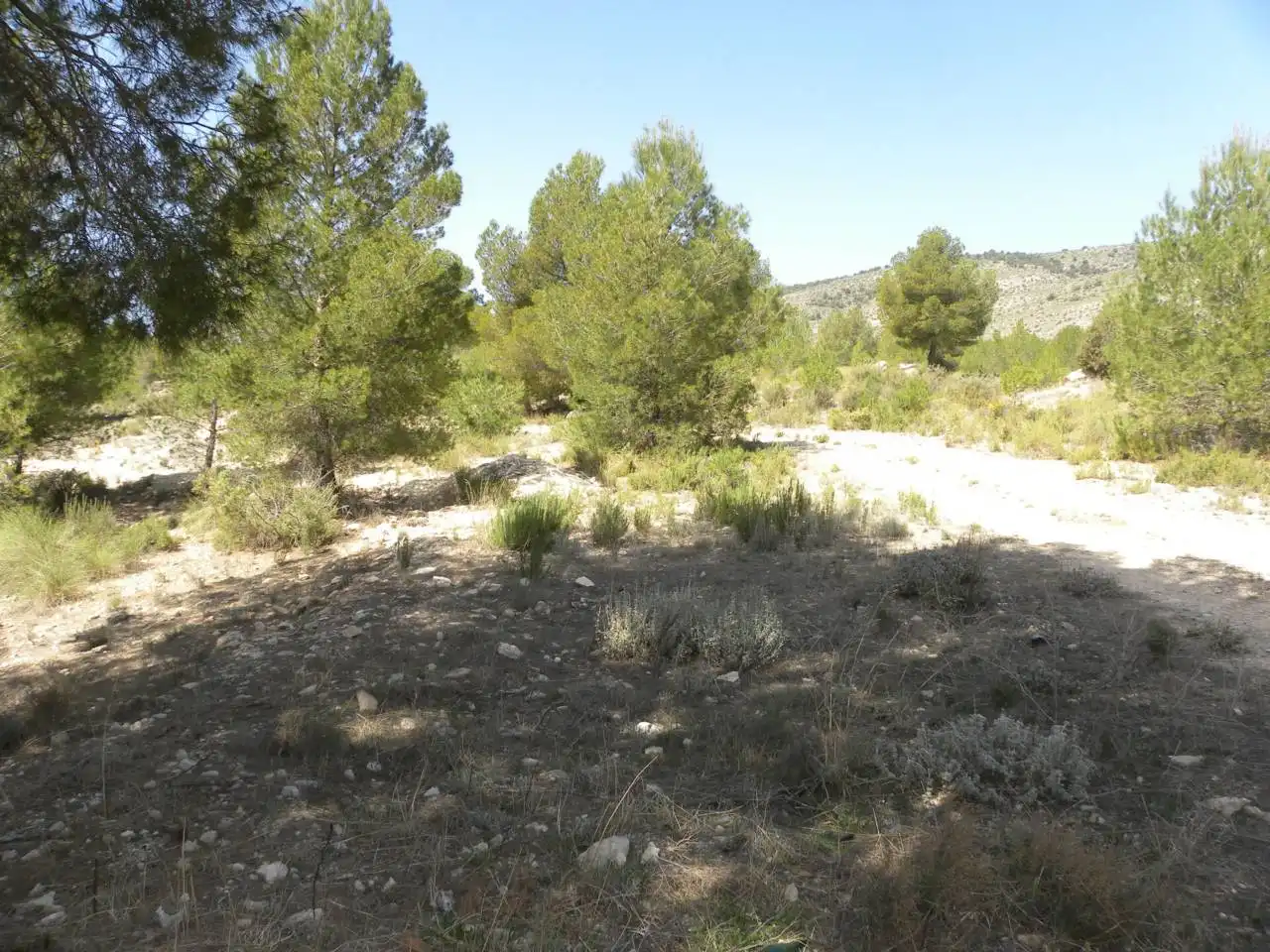 Terreno rustico in vendita a Carretera Llano de Béjar, imagen 13