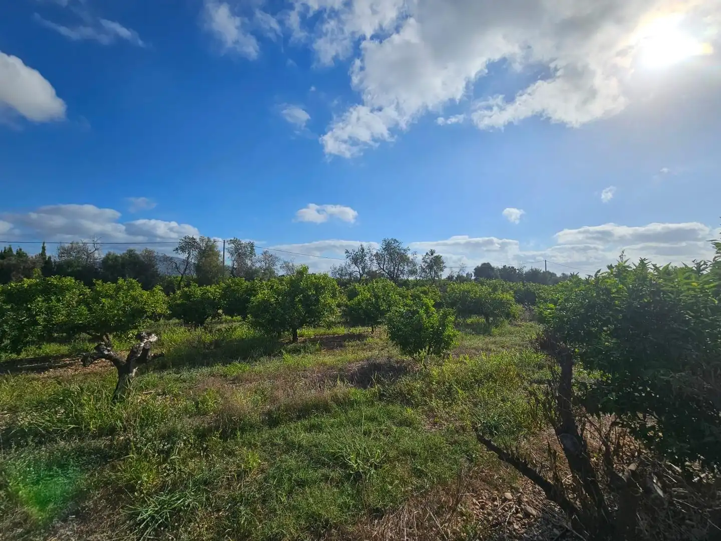 Country house for sale in Alcanar, imagen 6