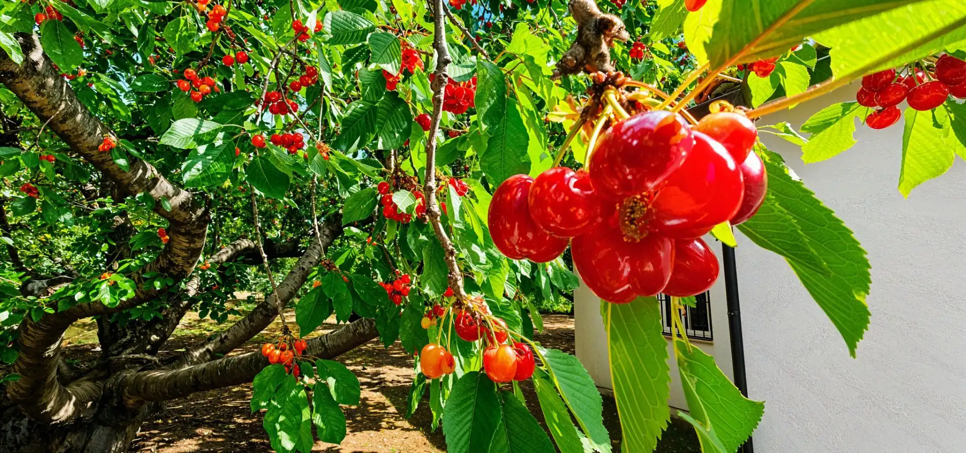 Jardín de Terreno en venta en Garganta la Olla