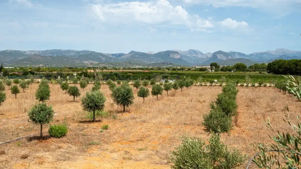 Landhaus mit Pool zum Verkauf in Santa María del Camí, imagen 27