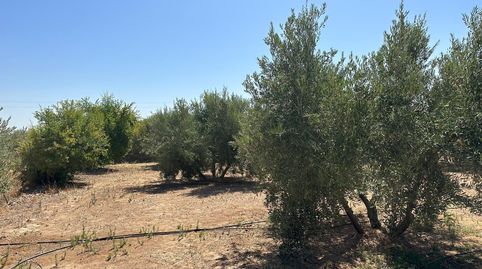 Foto 2 de Residencial en venta en Casco Histórico, Churriana de la Vega