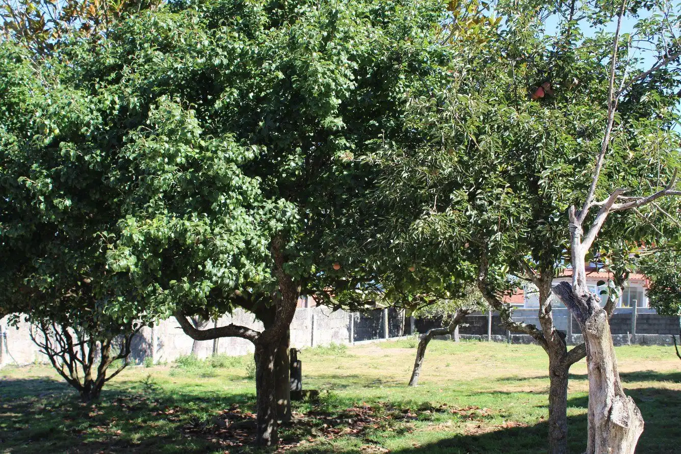 Terreni e lotti in vendita a Coruxo - Oia - Saiáns, imagen 38