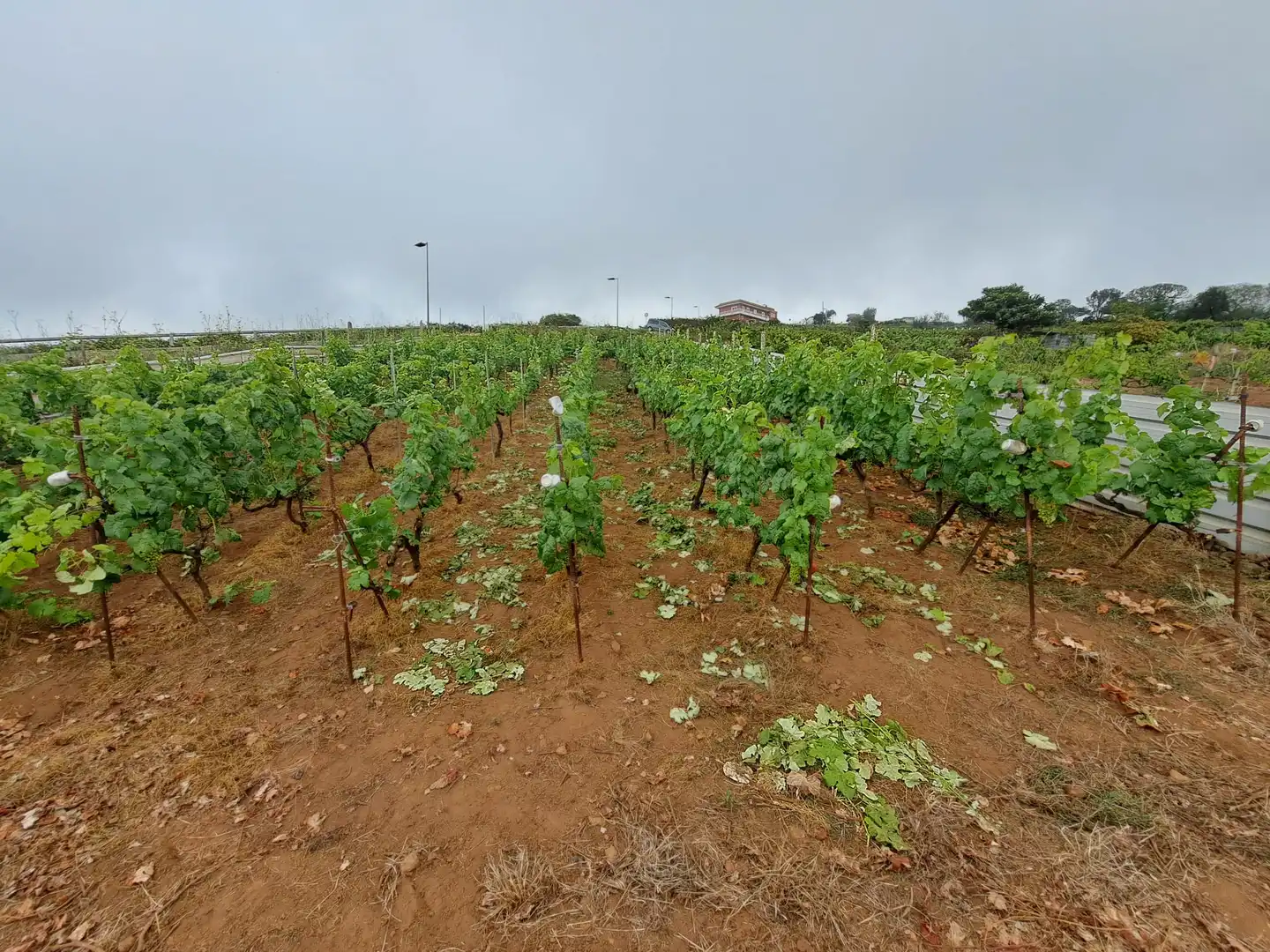 Rural land for sale in El Sauzal, imagen 6