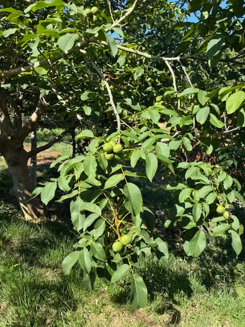 Maison avec jardin à vendre à Loureda - Lañas - Barrañán, imagen 43