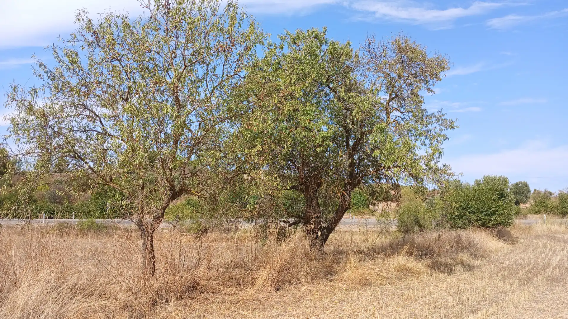 Rustikales Grundstück zum Verkauf in Carretera Tortosa 3, imagen 8