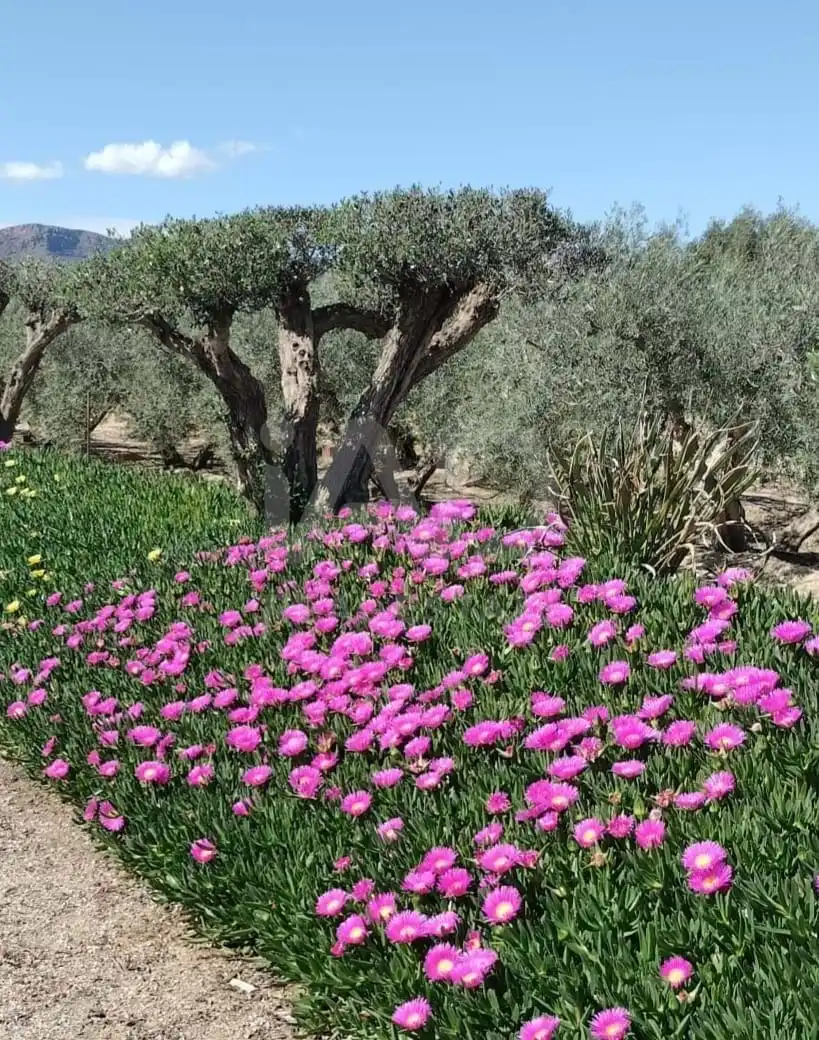 Jardín de Casa o chalet en venta en Lorca con Terraza