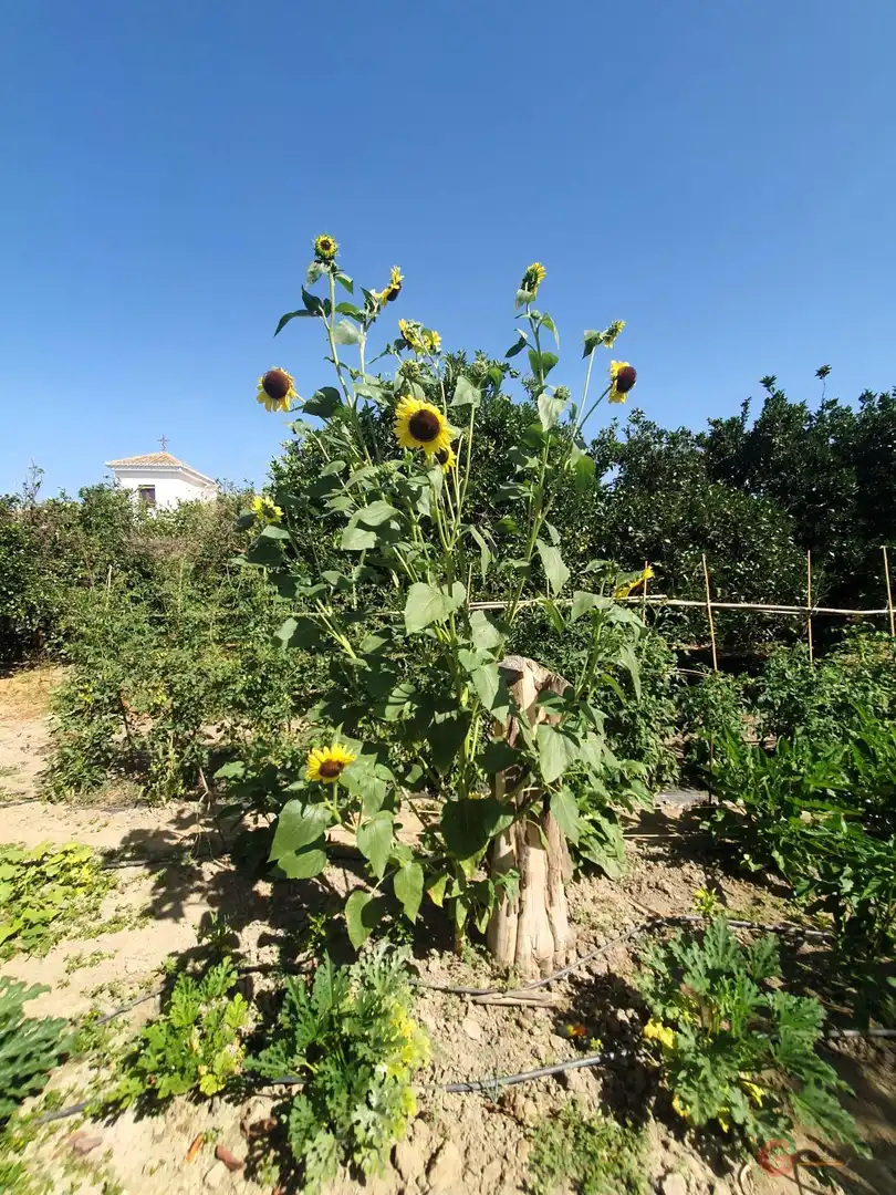 Country house zum Verkauf in El Valle