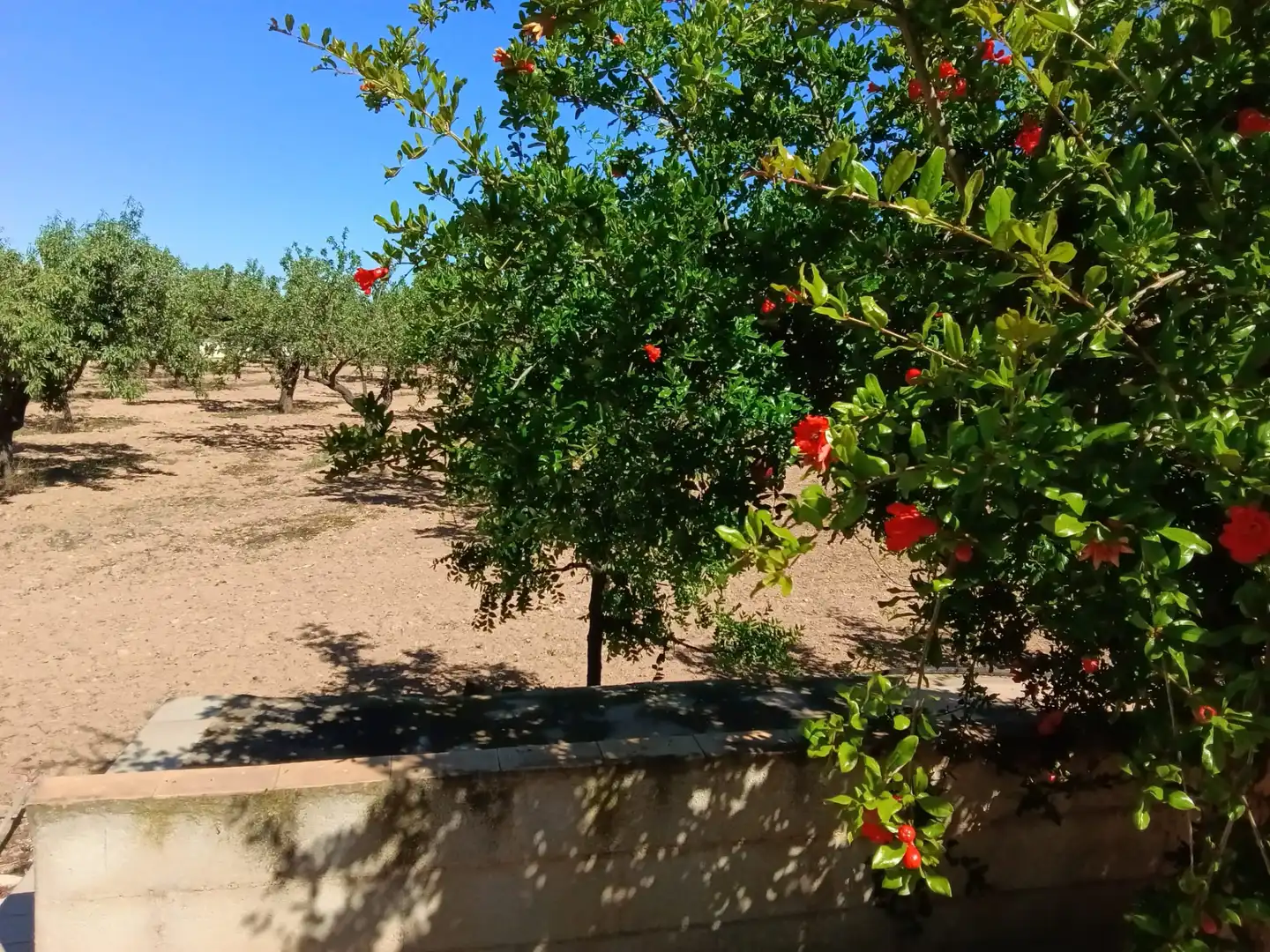 Jardín de Finca rústica en venta en Fuente Álamo de Murcia con Aire acondicionado, Jardín privado y Amueblado