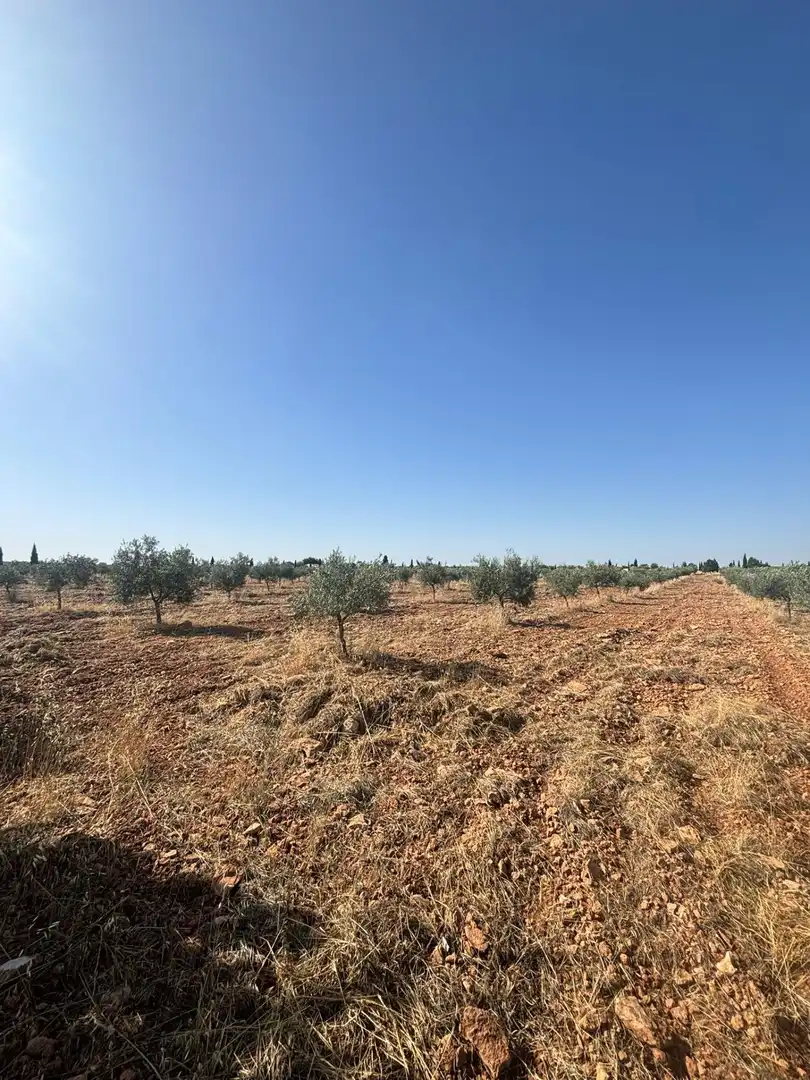 Rural land for sale in Valdepeñas