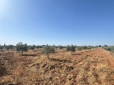 Rustikales Grundstück zum Verkauf in Valdepeñas