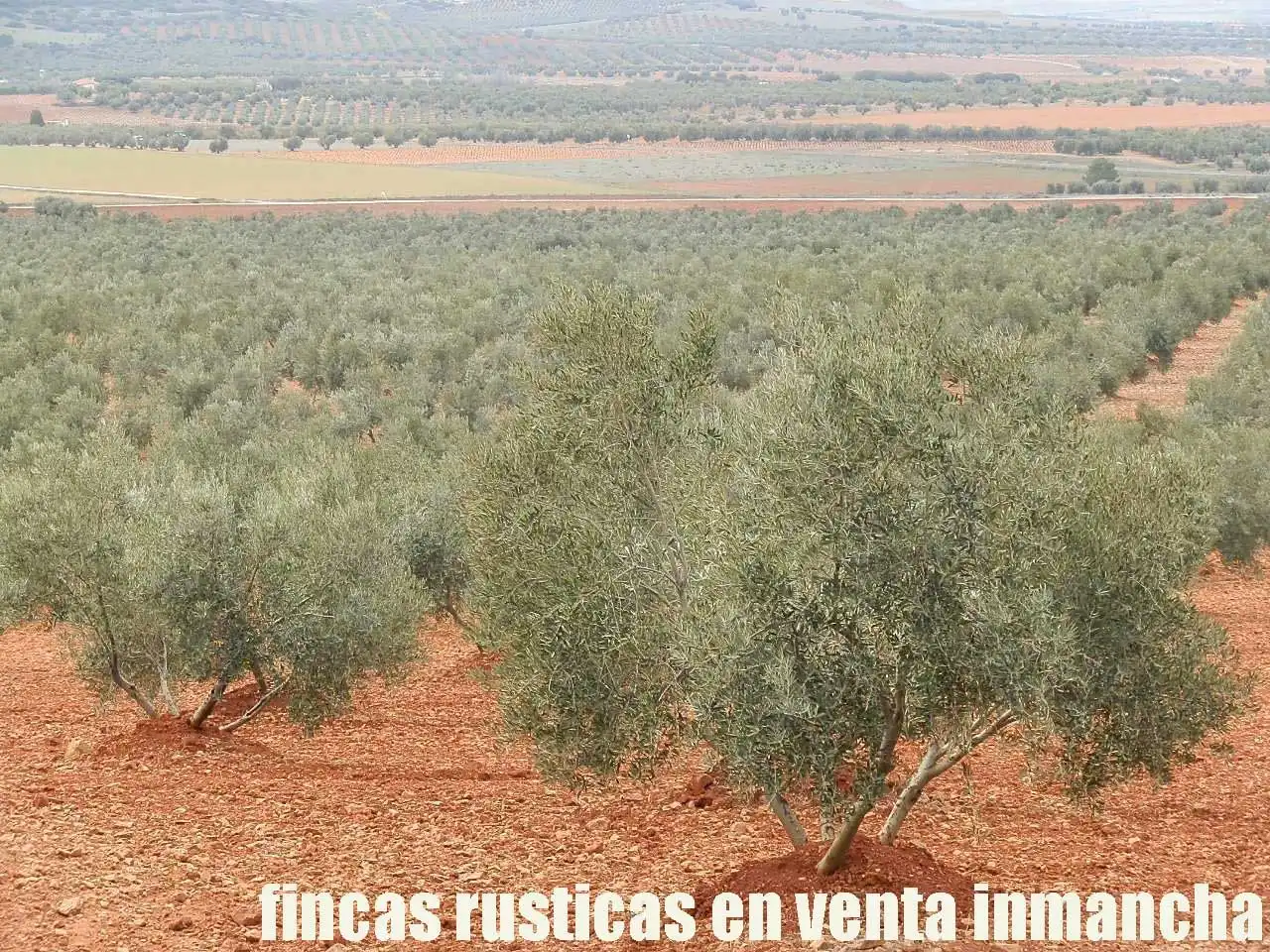 Rural land for sale in Valdepeñas, imagen 11