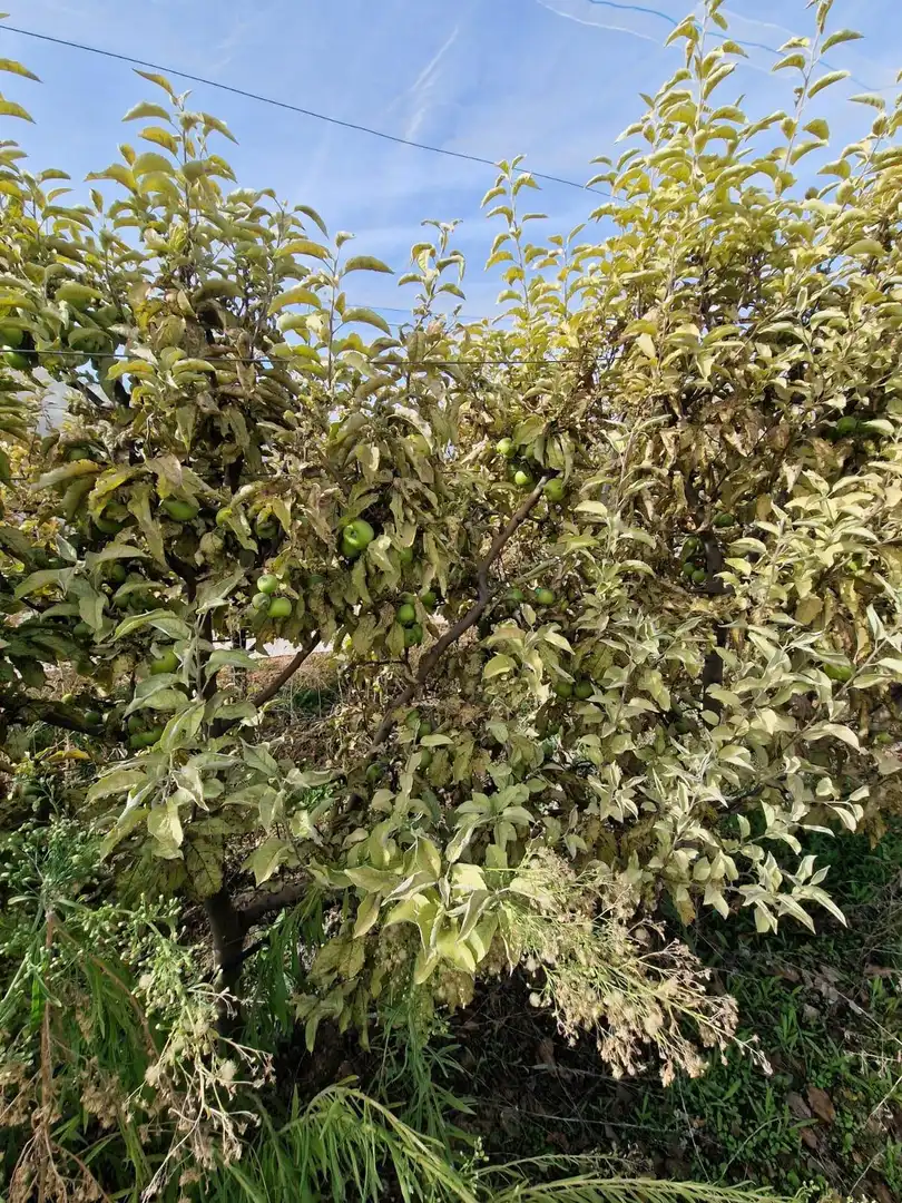 Maison rustique avec jardin à vendre à Cogollos de la Vega, imagen 28