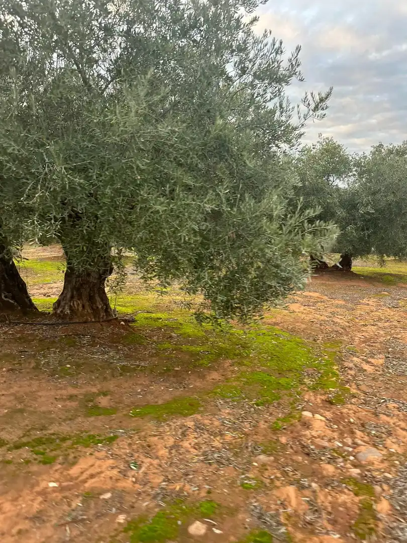 Garten von Grundstücke zum Verkauf in Andújar