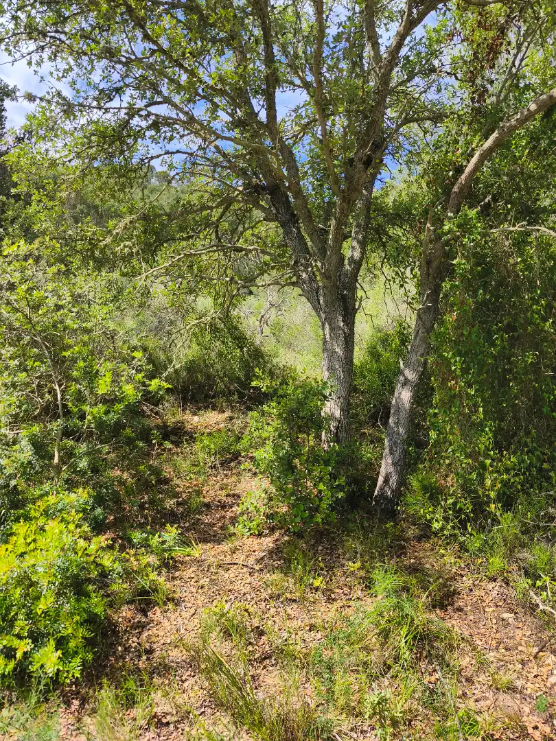 Terreno rustico in vendita a Algaida, imagen 5
