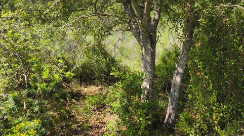 Finca de garriga, immagine 5