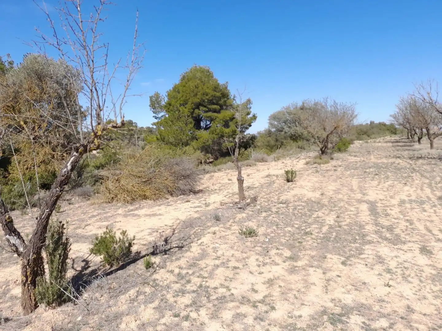 Rural land for sale in Batea, imagen 14