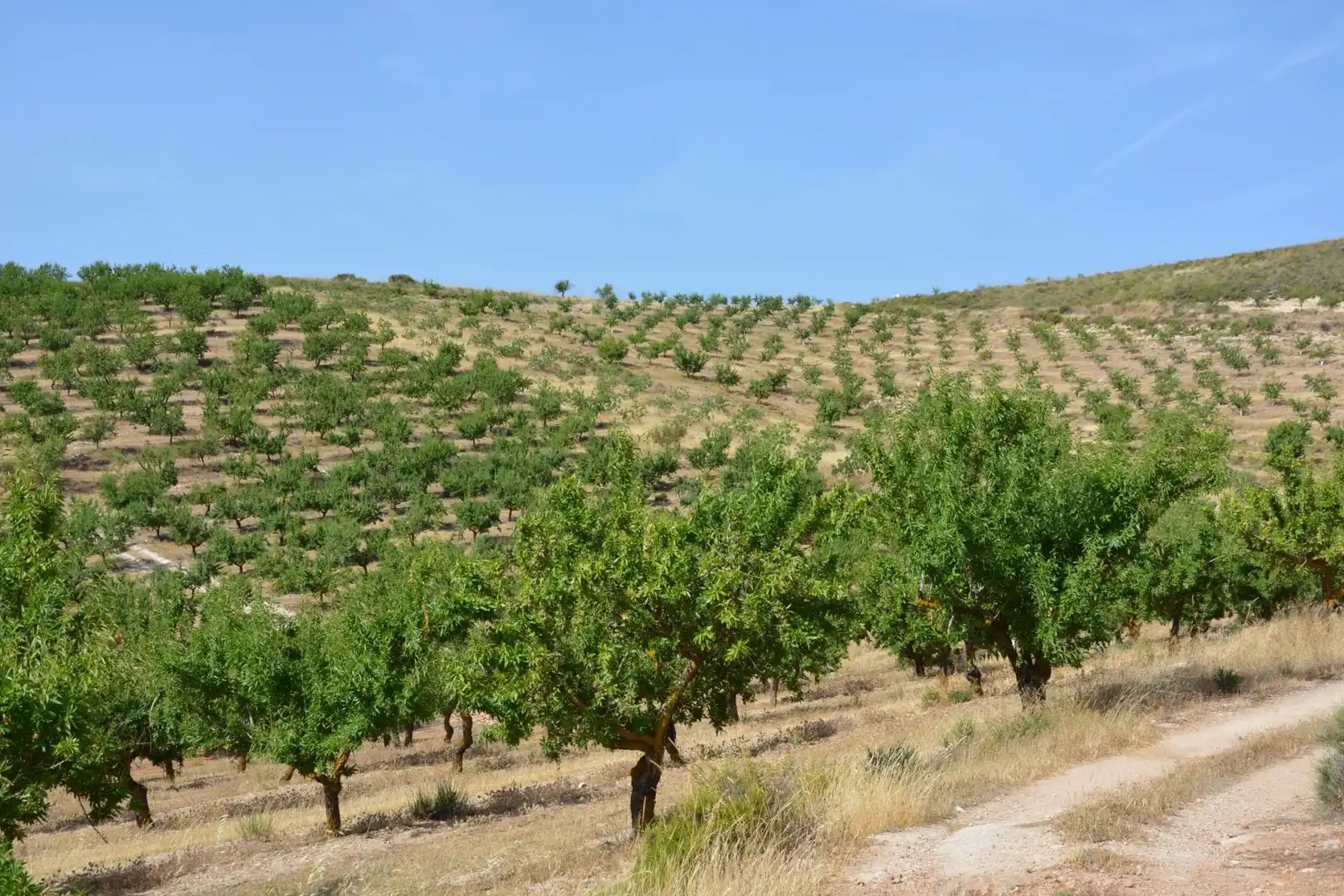 Land for sale in Padul