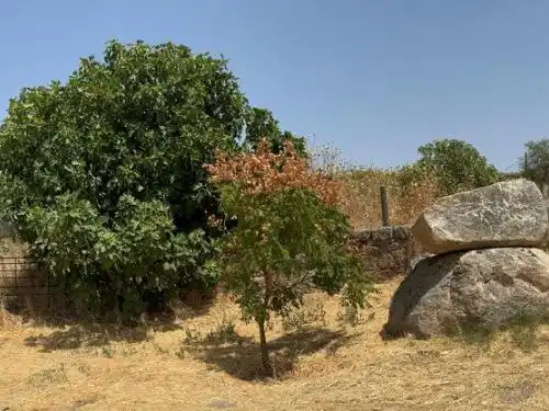 Terreno en venta en Berrocalejo
