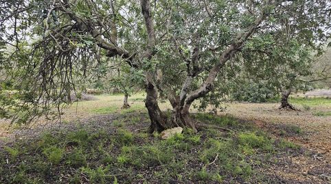 Foto 5 de Finca rústica en venta en Nord, La Ràpita