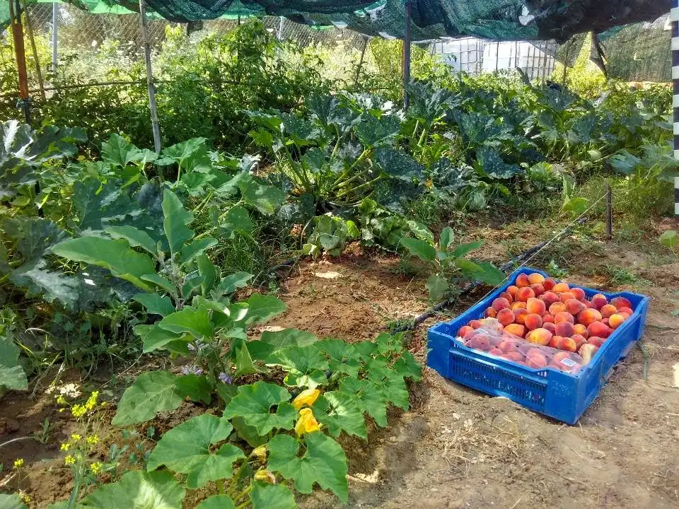 Rustikales Grundstück zum Verkauf in Rociana del Condado, imagen 9