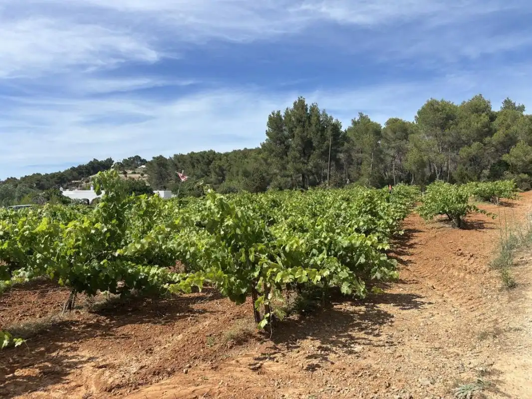 Land for sale in Sant Joan de Labritja