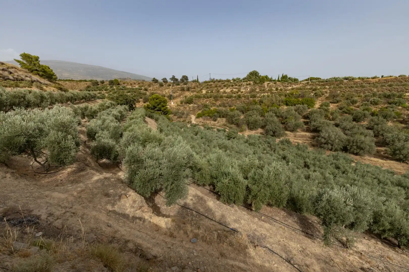 Land for sale in Lecrín