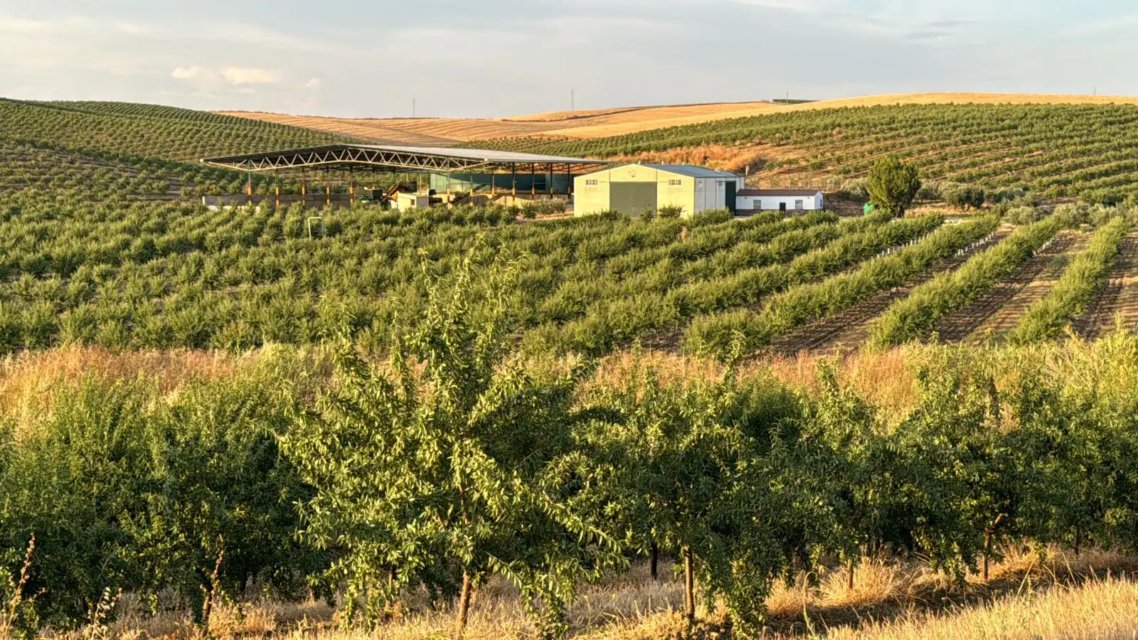 Terreny rústic en venda a Guadalcázar