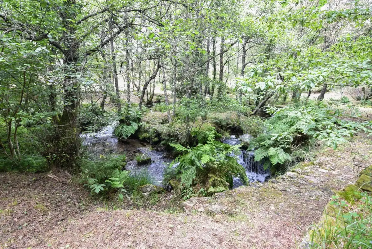 Jardí de Casa o xalet en venda en Mondariz amb Jardí privat, Terrassa i Traster