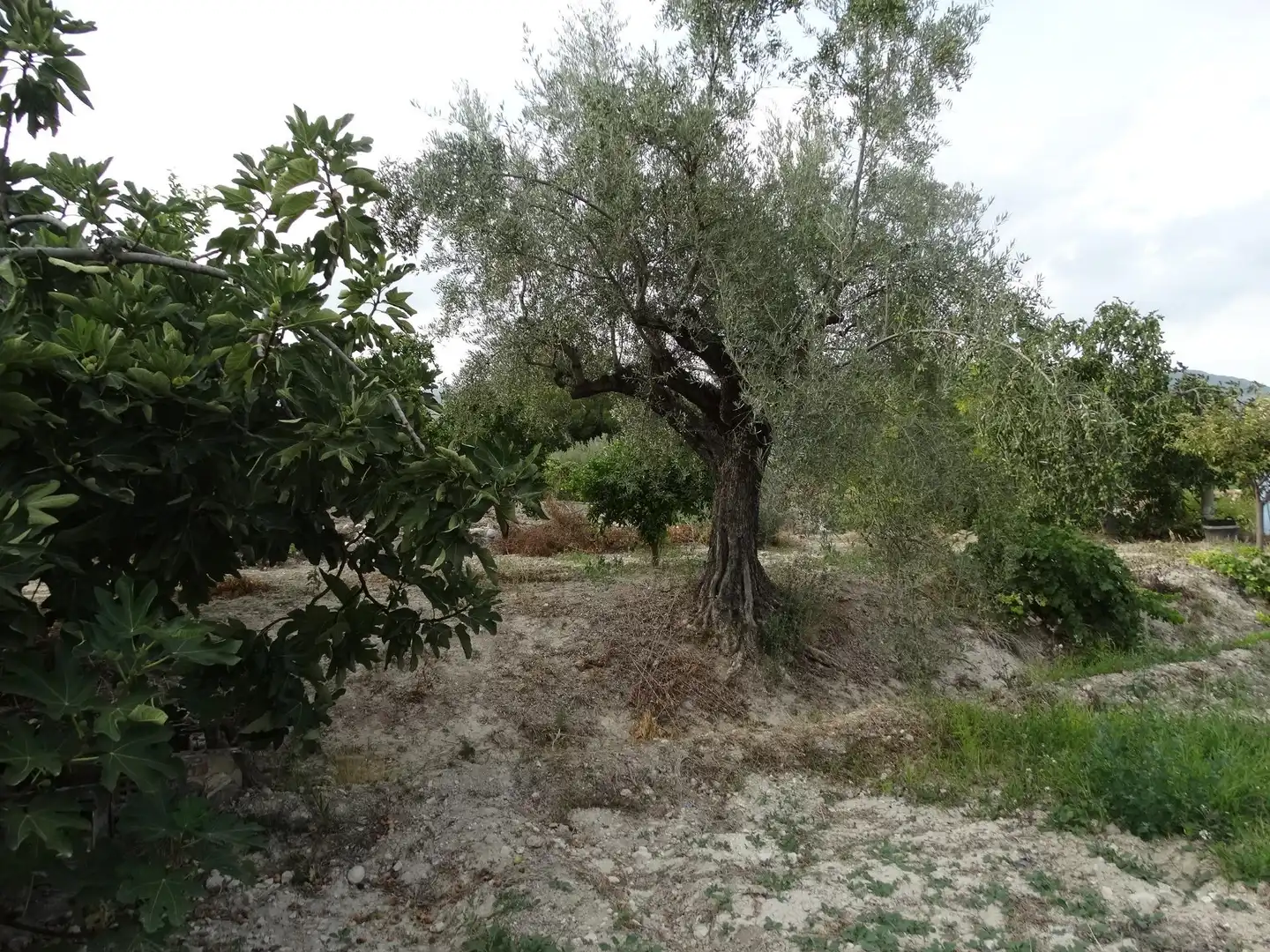 Villa avec piscine à vendre à Moratalla, imagen 23
