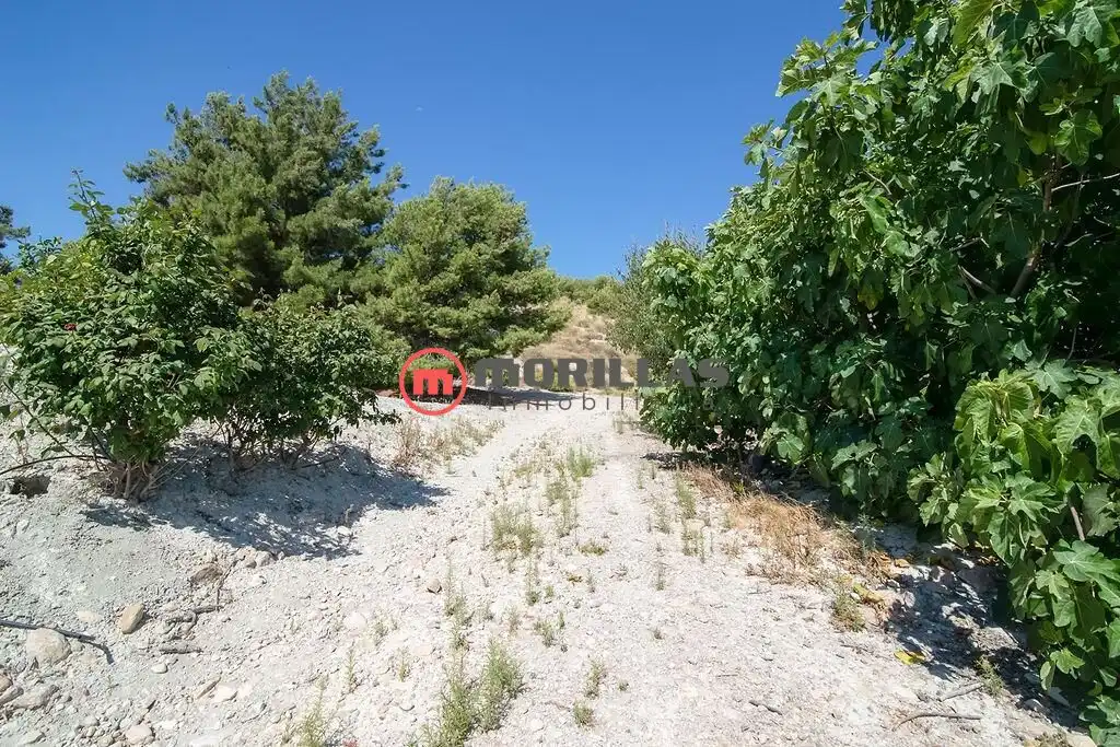 Lands and plots for sale in Carretera de Abanilla 25, imagen 15