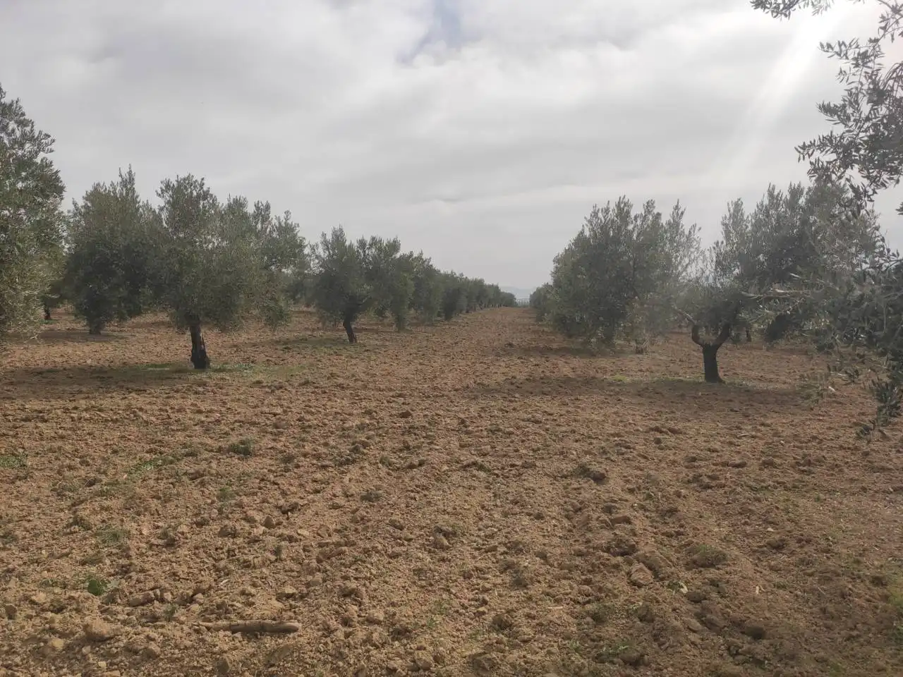 Terrain rustique à vendre à Calle TERMINO DE BAENA, imagen 3