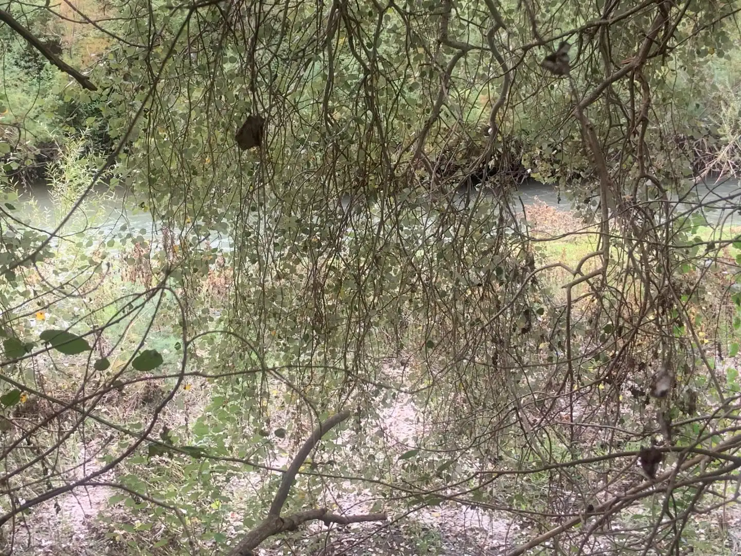 Jardín de Terreno en venta en Casares
